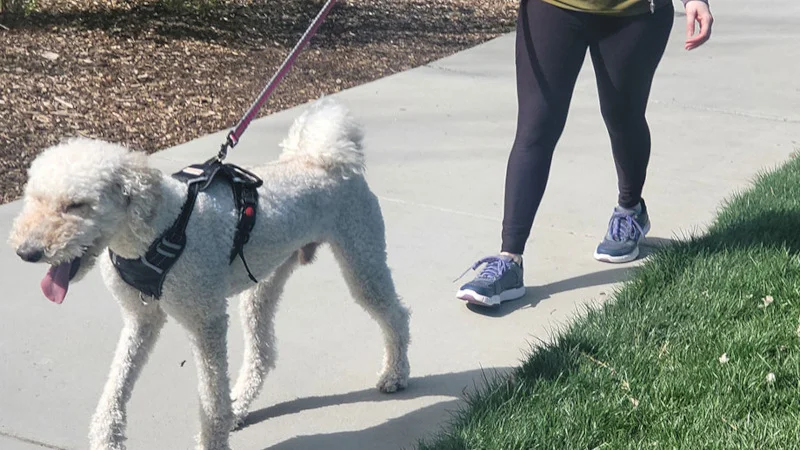 A person walking outdoors with a dog in Kuru Quantum shoes
