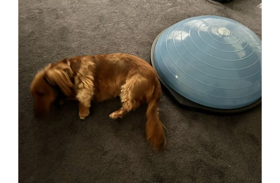 bosu ball with dog