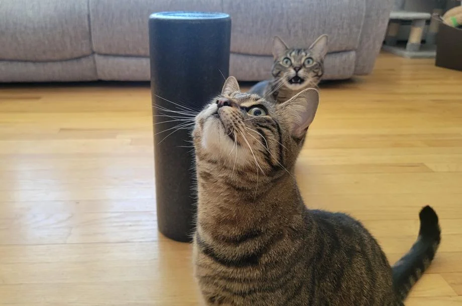 Cats hanging out around an Amazon Basics Hgh-density Foam Roller