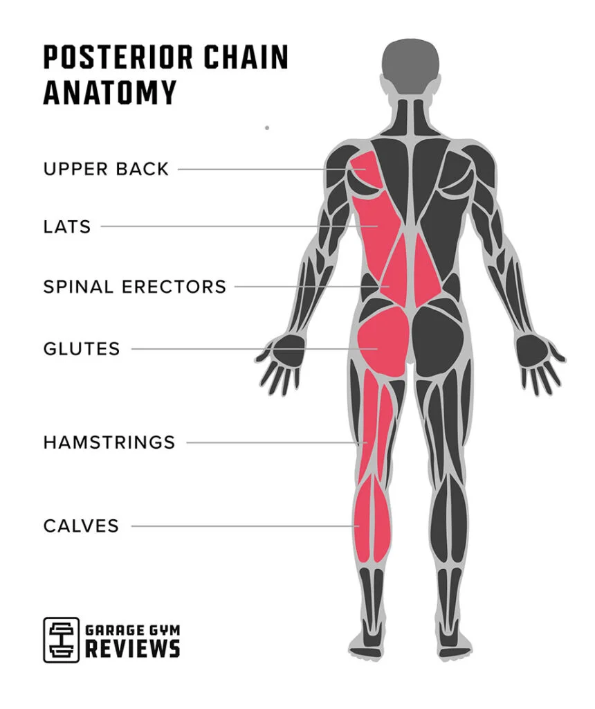 13 Posterior Chain Exercises From A Personal Trainer Garage Gym Reviews 13 Posterior Chain Exercises From A Personal Trainer Garage Gym Reviews