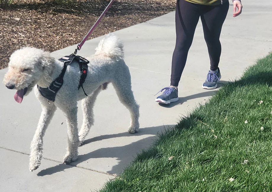A person walking outdoors with a dog while wearing KURU Quantum 2.0 shoes.