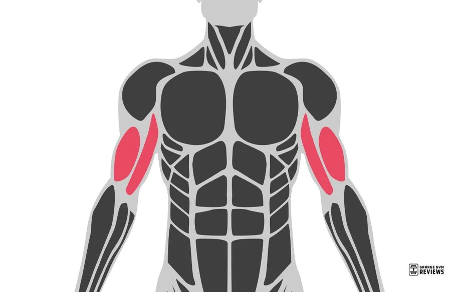 biceps highlighted on muscular system